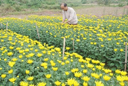 De la production à l’écoulement :  la nouvelle ruralité à Quang Ninh - ảnh 1